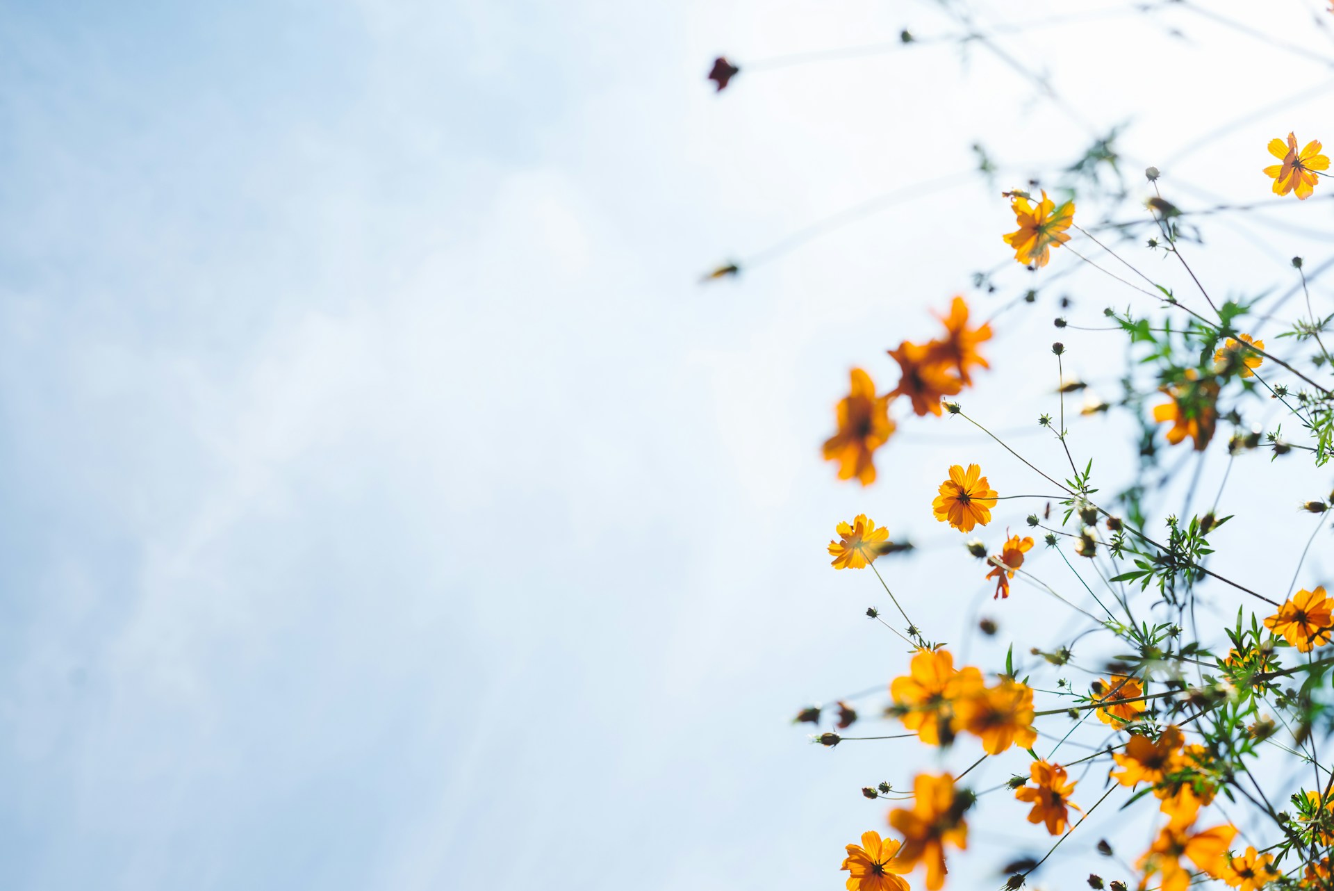 flowers in summer